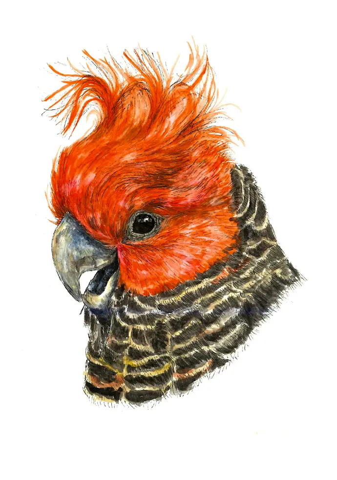 Gang Gang Cockatoo Small Print